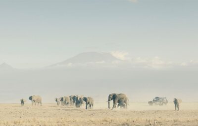 ランドローバーとボーンフリー財団、ゾウ保護プロジェクトへの支援を発表